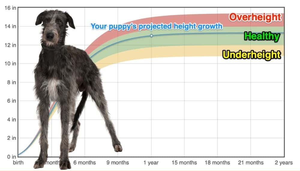 irish-wolfhound-height-growth-chart-how-tall-will-my-irish-wolfhound